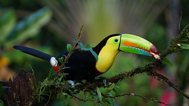 Le Costa Rica, 1er pays du tourisme durable, vu de l’espace