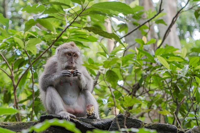 Photo d'un singe, Bali, ©Pixabay