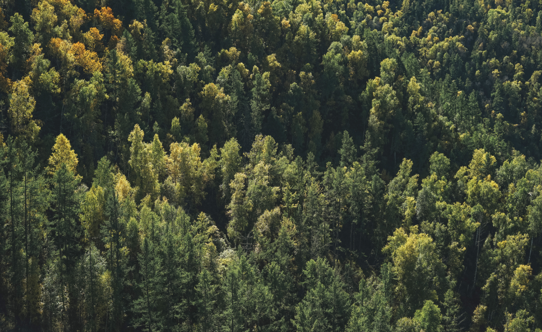 La santé des forêts : de l’observation spatiale aux actions de gestion