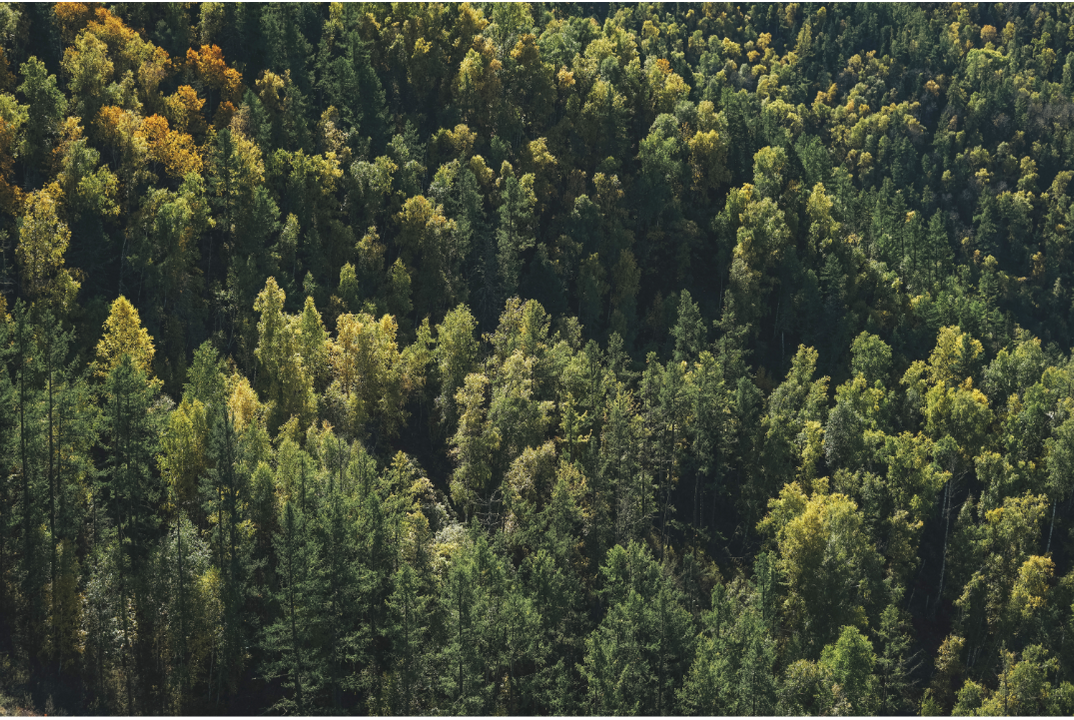 Forest health: from spatial observation to management actions
